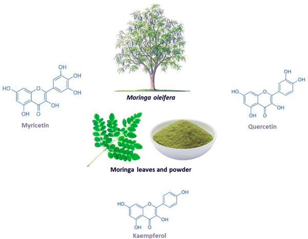 The Positive Effects of Moringa on People with Diabetes